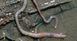 Cái chết của giun đất sau mưa