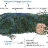 A vakond felépítése