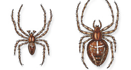 Nhện vườn châu Âu (nam và nữ)