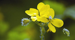 Hoa hướng dương lớn hơn