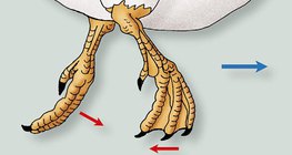 Chuyển động của chân vịt trong nước