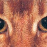 Mắt mèo trong bóng tối