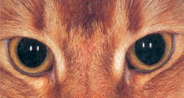 Mắt mèo trong bóng tối