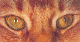 Mắt mèo vào ban ngày