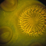 Sán dây (đầu) với & nbsp; móc và mút