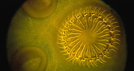 Sán dây (đầu) với & nbsp; móc và mút