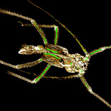 Bộ xương ngoài kitin của một con rệp