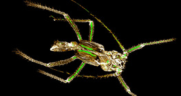 Bộ xương ngoài kitin của một con rệp