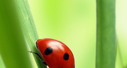 Seven-spot ladybird