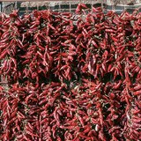Drying red pepper