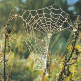Pókháló harmatos reggelen