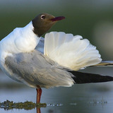 Black-headed gull