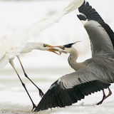 Chiến đấu để bắt