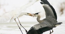 Chiến đấu để bắt