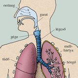 A légzőrendszer szervei
