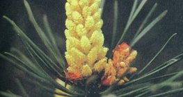 Hoa của cây thông