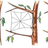 The process of making an orb web