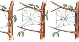 Quá trình tạo một quả cầu web