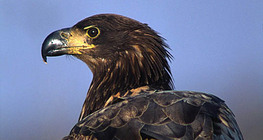 Đại bàng đuôi trắng