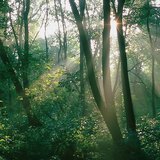 Ánh sáng mặt trời trong rừng