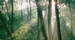 Ánh sáng mặt trời trong rừng