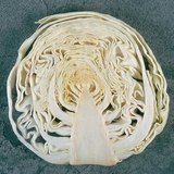 Đầu bắp cải trong phần dọc