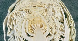 Đầu bắp cải trong phần dọc