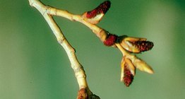 Hoa của cây dương sỉ đen