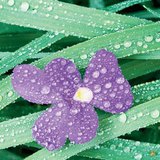 Sương giá, sương, sương mù