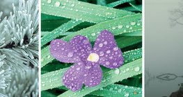 Sương giá, sương, sương mù