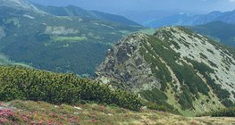 Đồng cỏ Alps ở Carpathians