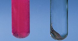 Phản ứng canxi và đồng với nước