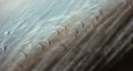 Cấu trúc mịn của lông chim với xà đơn lồng vào nhau