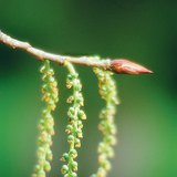 Nhụy hoa của cây dương sỉ đen