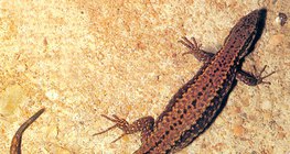 Thằn lằn tường phổ biến