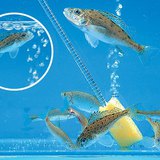 Sục khí của một hồ cá