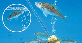 Sục khí của một hồ cá