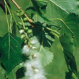 Fruits of the black poplar