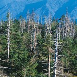 Phá hủy do mưa axit