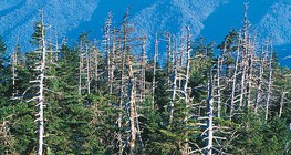 Phá hủy do mưa axit