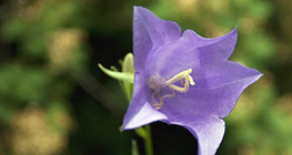 Hoa hướng dương