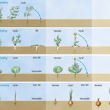 Egynyári, kétnyári és többnyári növények