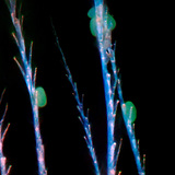 Lông của con ong mật ong kitin với phấn hoa