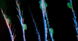 Lông của con ong mật ong kitin với phấn hoa