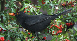 chim két thông thường