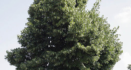 Cây Linden