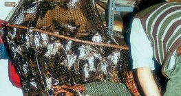 Nuốt chuông bắt trong mạng