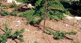 Tưới nhỏ giọt