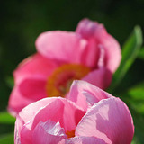 Chi Mẫu đơn Trung Quốc