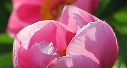 Chi Mẫu đơn Trung Quốc